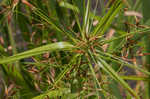 Shortbristle horned beaksedge